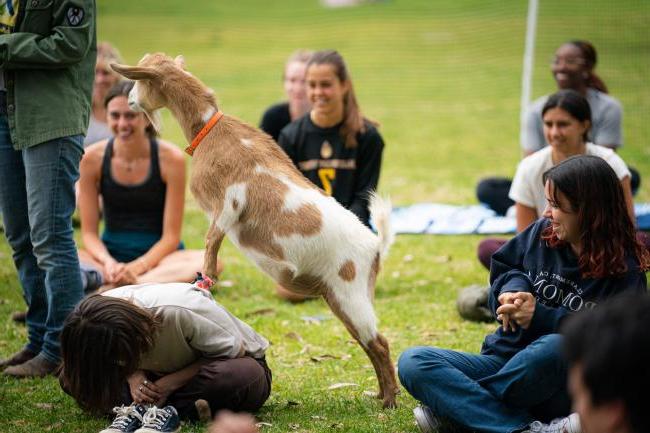 Goat yoga may be the GOAT destress event. The CARES Office sponsored the event for students as they ended their spring semester.