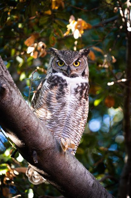 An owl is captured by the lens near Marston Quad in December.